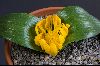 <em>Daubenya aurea</em> 'yellow form'